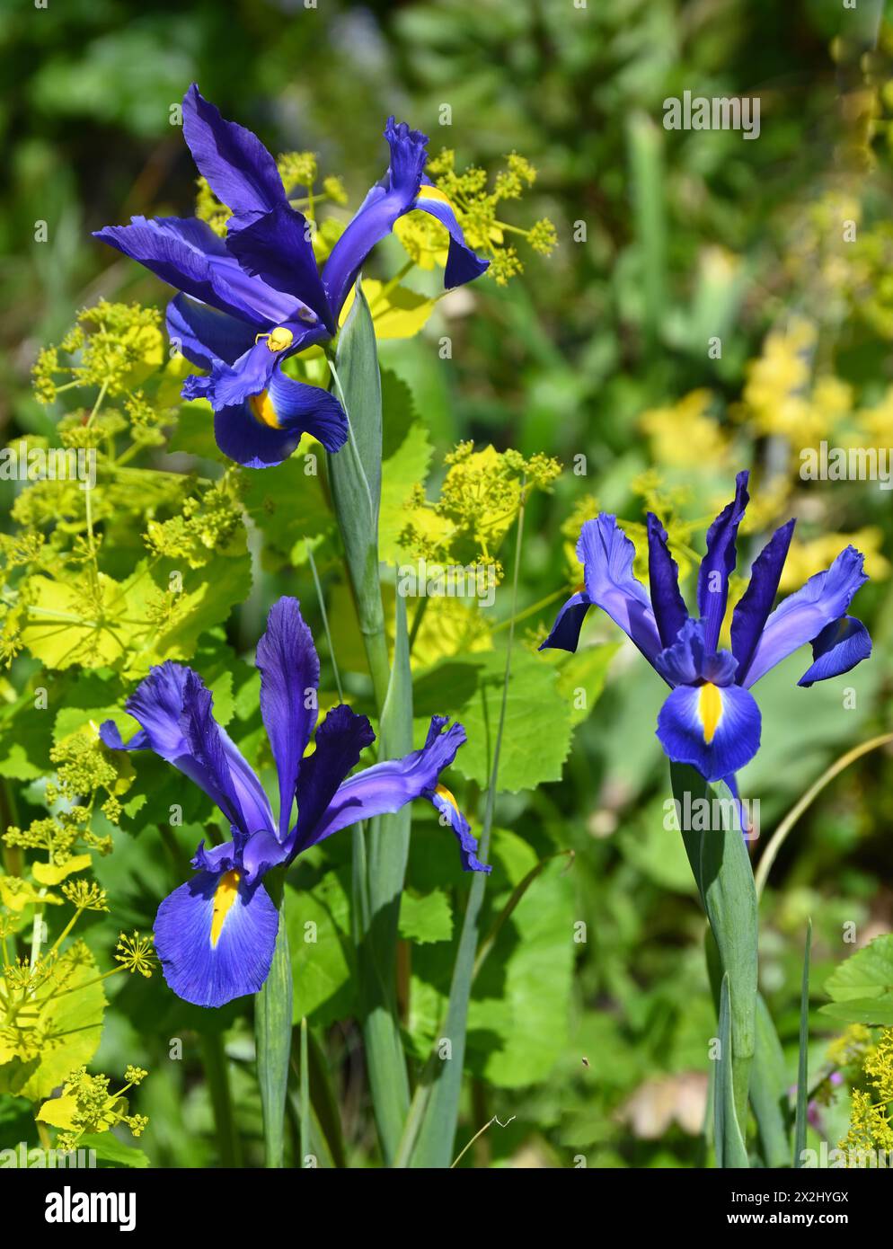 Wunderschöner Frühlingskontrast von holländischer Iris 'Blue Magic' und säuregelbem Smyrnium perfoliatum im britischen Garten April Stockfoto