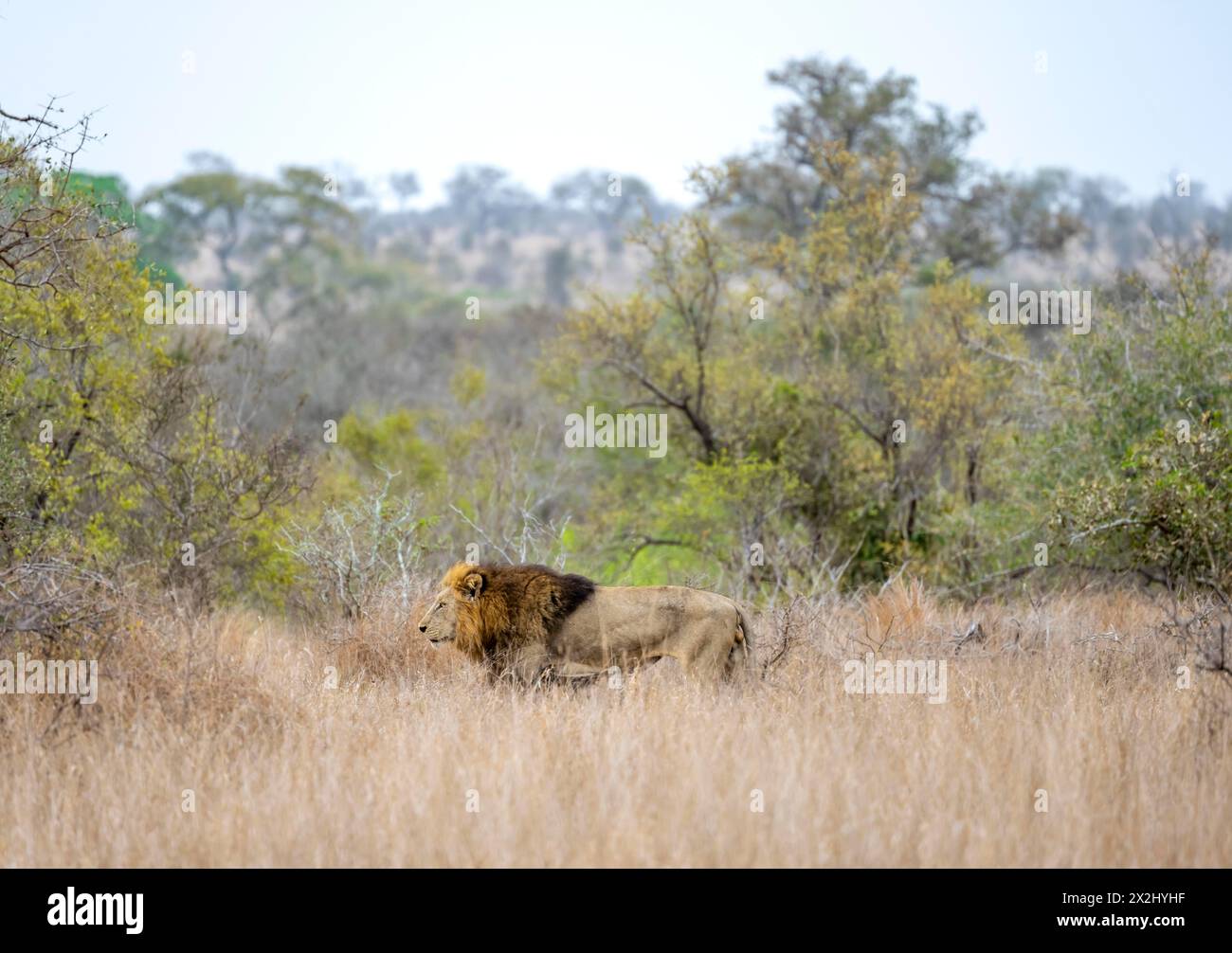 Löwe (Panthera leo), erwachsener Mann, spazieren im hohen Gras, Kruger-Nationalpark, Südafrika Stockfoto