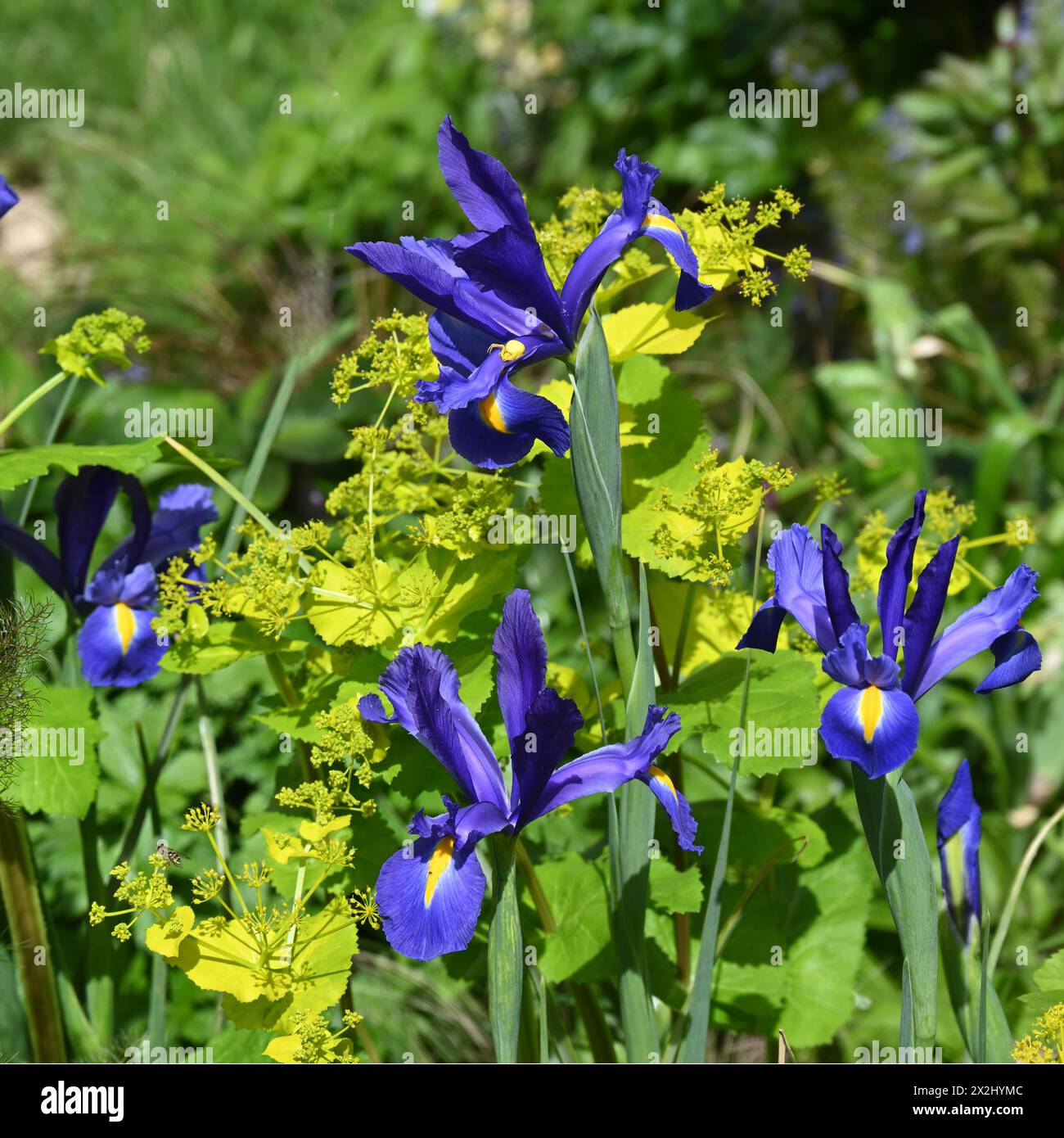 Wunderschöner Frühlingskontrast von holländischer Iris 'Blue Magic' und säuregelbem Smyrnium perfoliatum im britischen Garten April Stockfoto