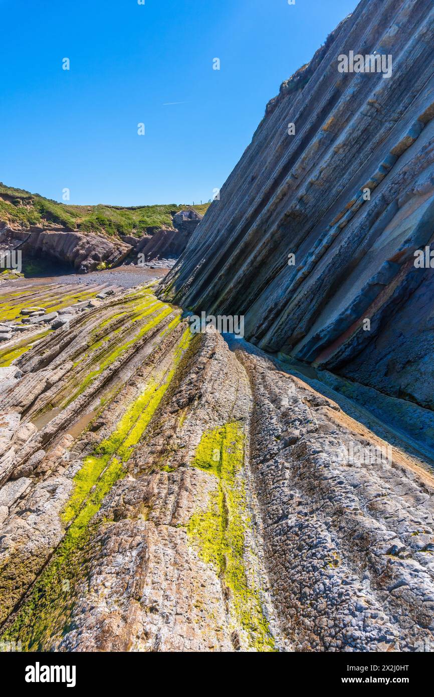 Meeresvegetation in der Bucht von Algorri an der Küste im Flysch von Zumaia ohne Menschen, Gipuzkoa. Baskenland Stockfoto