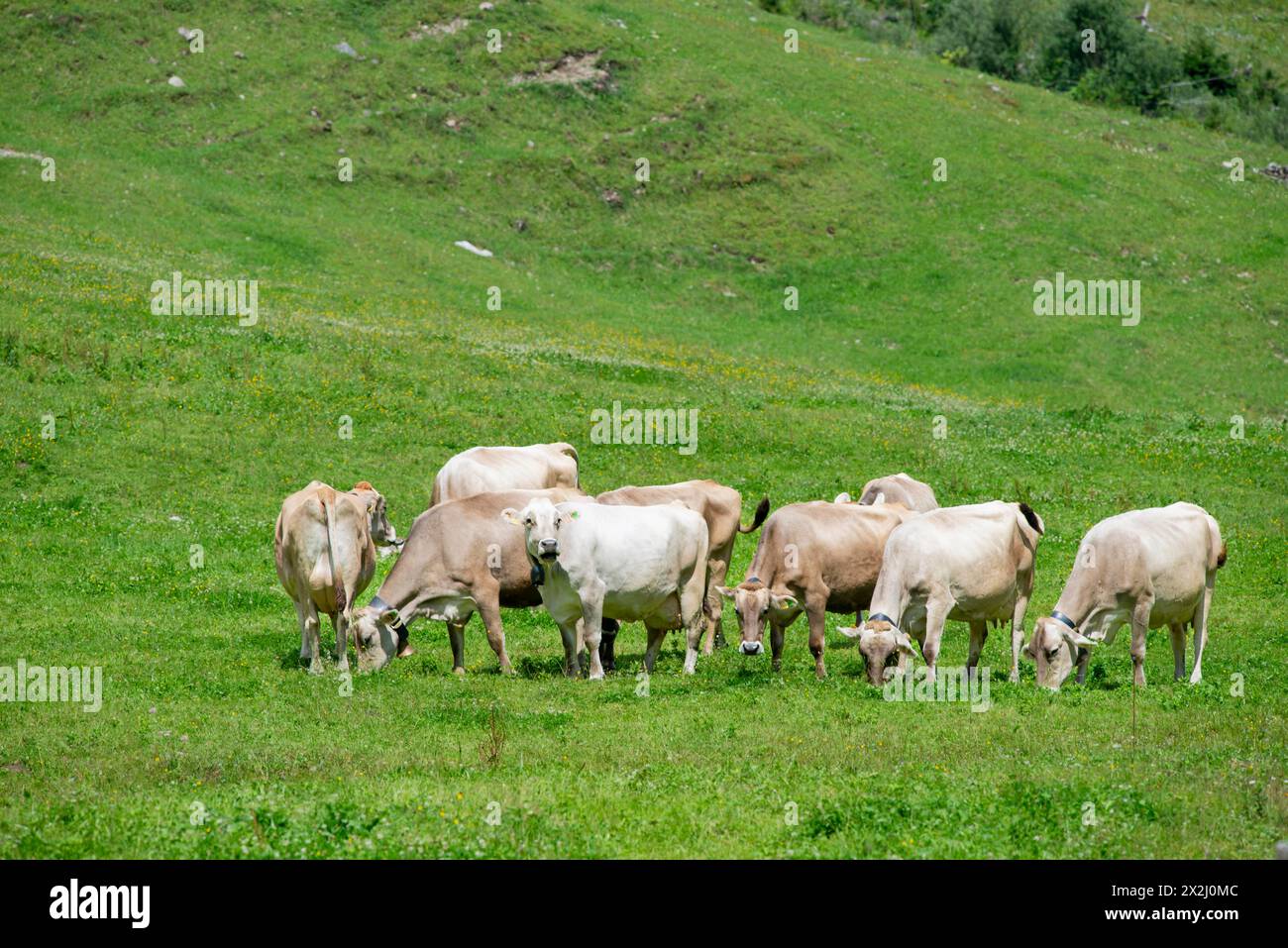 Allgaeu Braunes Schweizer Rinder im Rappenalptal bei Oberstdorf, Allgaeu, Bayern, Deutschland Stockfoto