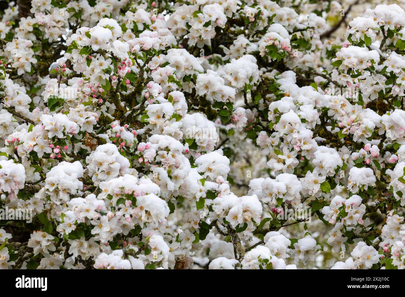 Apfelblüte mit Schnee, Apfelbaum (Malus), Kerzenobst (Pyrinae), Wiesenobstbaum, Frühling, Goeggingen, Krauchenwies, Naturpark obere Donau Stockfoto