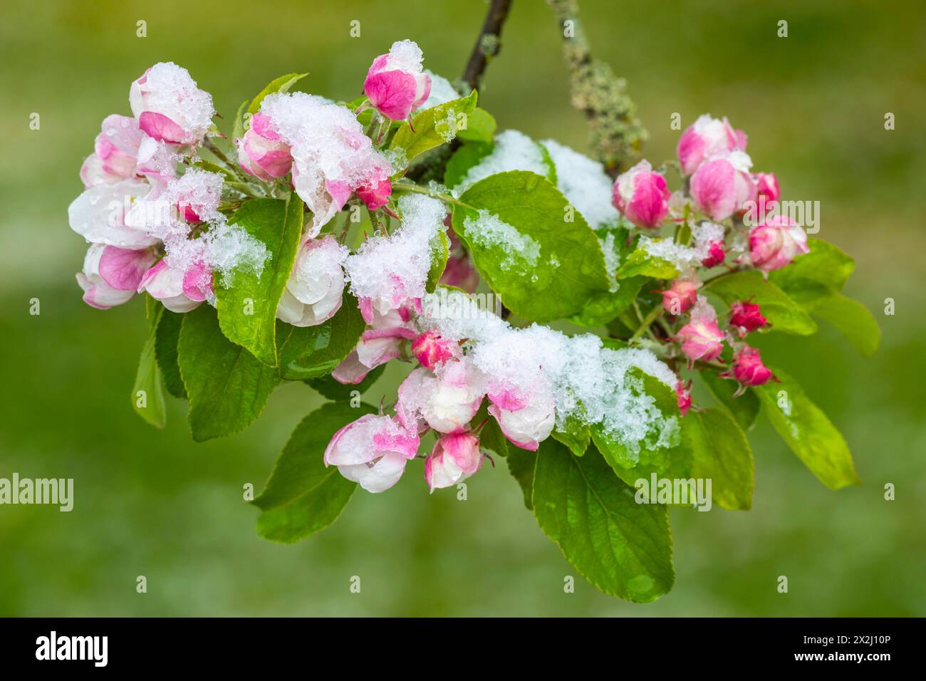 Apfelblüte mit Schnee, Apfelbaum (Malus), Kerzenobst (Pyrinae), Wiesenobstbaum, Frühling, Goeggingen, Krauchenwies, Naturpark obere Donau Stockfoto