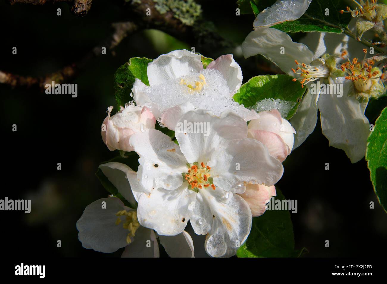 Apfelblüte auf einem Baum in einem Obstgarten im östlichen Erzgebirge. Ein kalter Knall führte zu spätem Schneefall im Mittelgebirge und wurde gefährdet Stockfoto