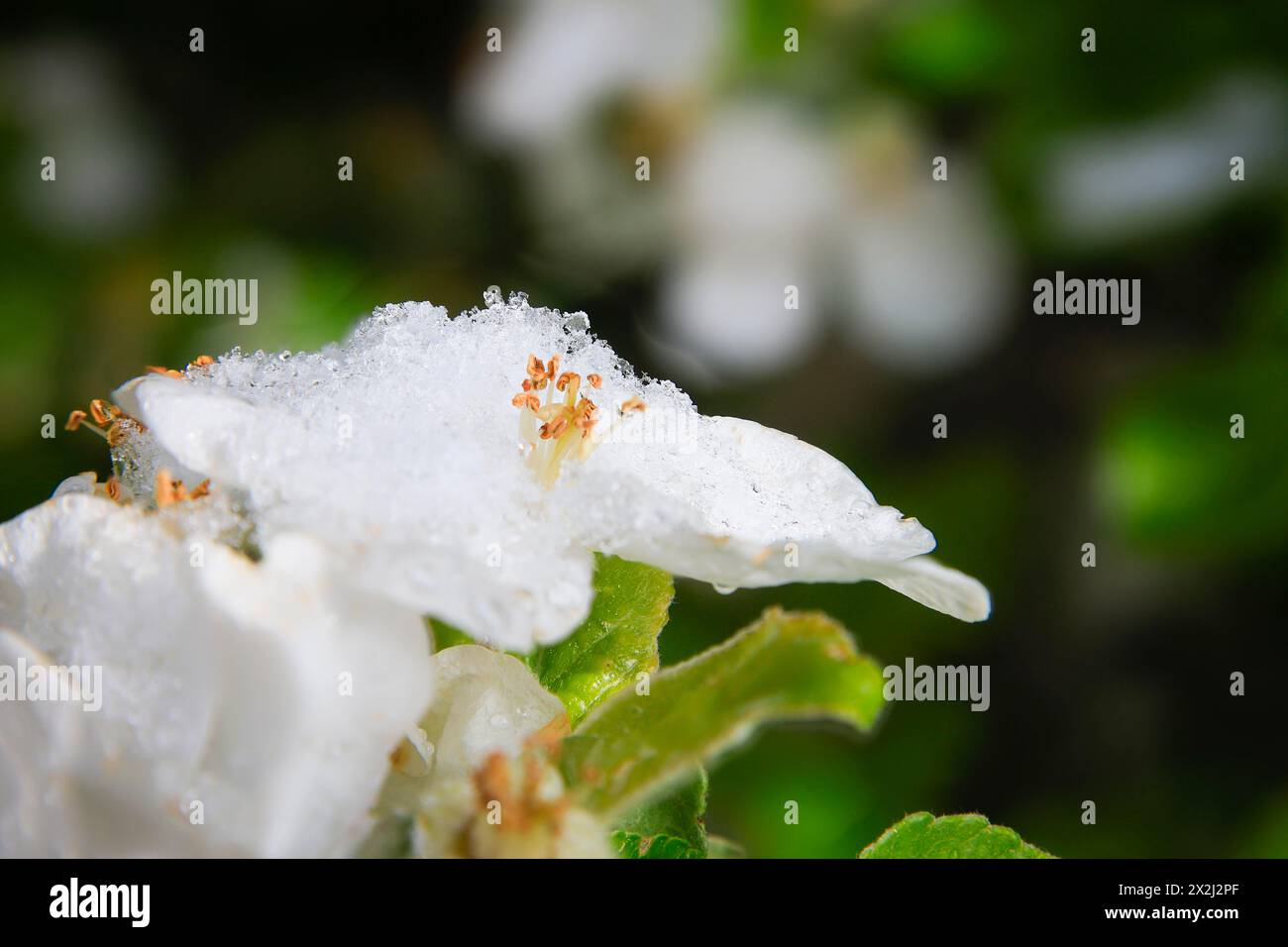 Apfelblüte auf einem Baum in einem Obstgarten im östlichen Erzgebirge. Ein kalter Knall führte zu spätem Schneefall im Mittelgebirge und wurde gefährdet Stockfoto
