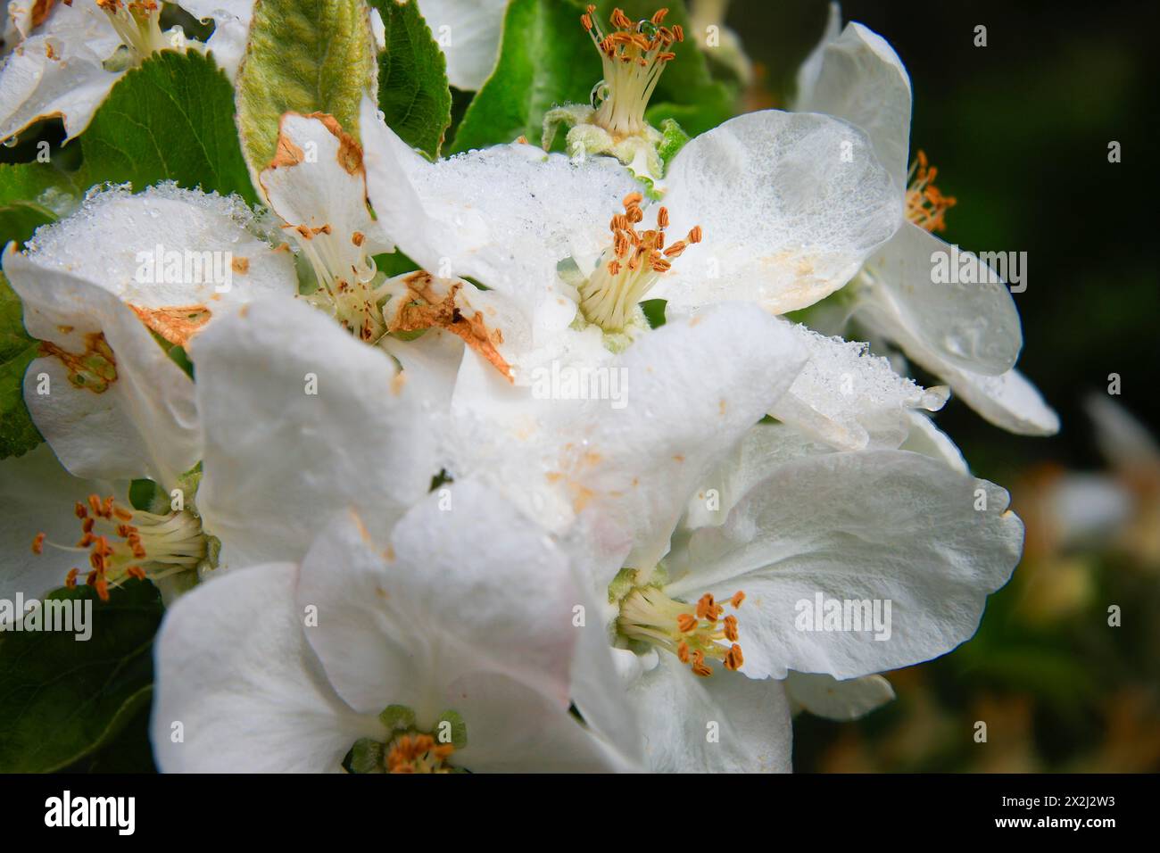 Apfelblüte auf einem Baum in einem Obstgarten im östlichen Erzgebirge. Ein kalter Knall führte zu spätem Schneefall im Mittelgebirge und wurde gefährdet Stockfoto