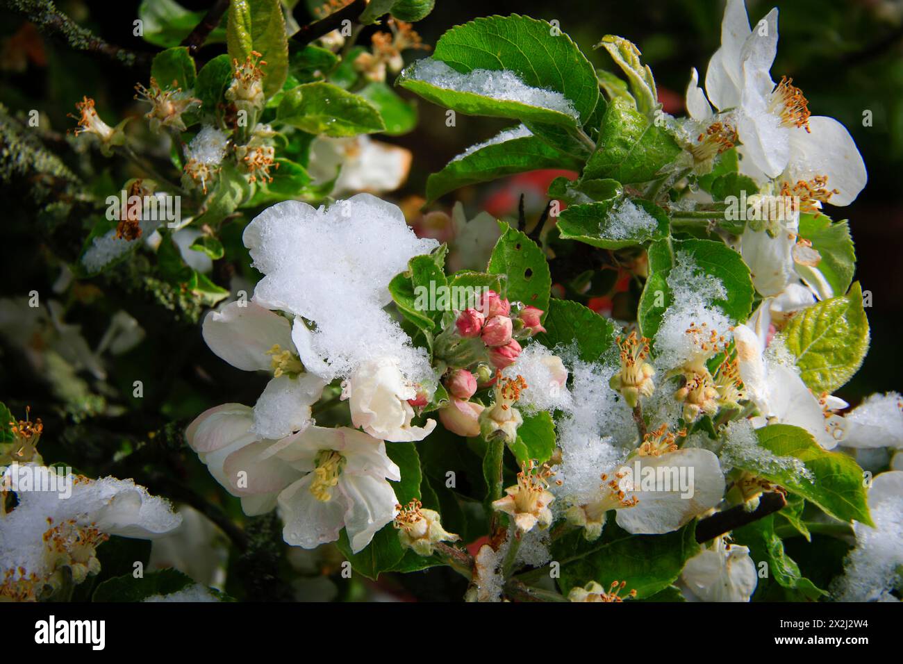 Apfelblüte auf einem Baum in einem Obstgarten im östlichen Erzgebirge. Ein kalter Knall führte zu spätem Schneefall im Mittelgebirge und wurde gefährdet Stockfoto