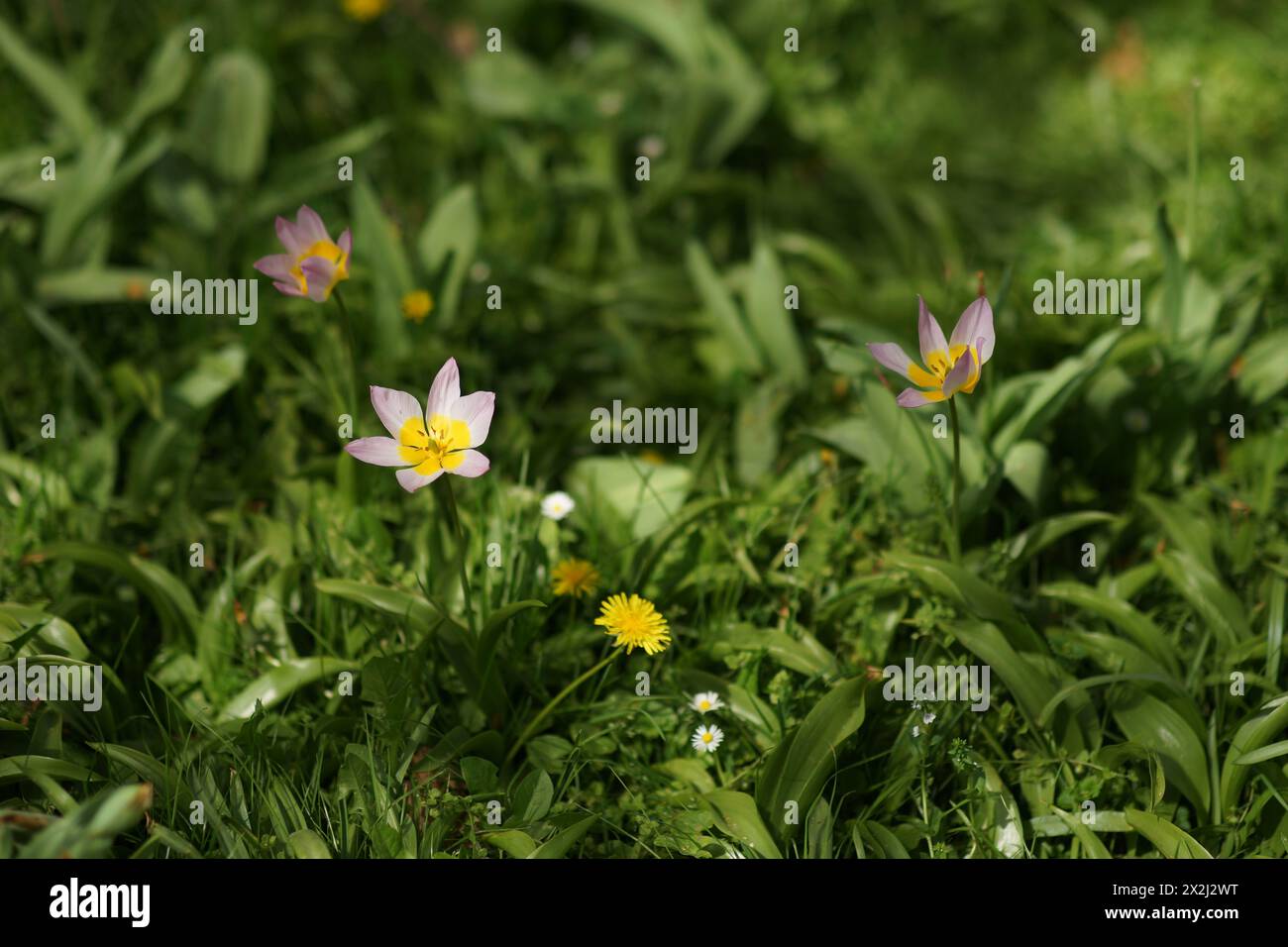 Eine weit geöffnete Felsen Tulpe im Frühjahr. Zarte Fliederblüten und saftig-gelbe Blütenmitte mit markanten Staubblättern. Verschwommener Hintergrund von sattem Grün Stockfoto