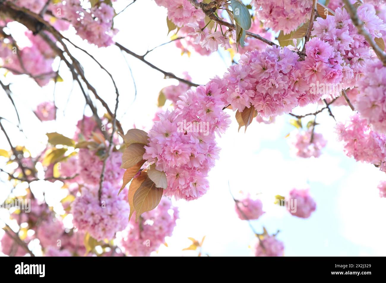 Frühlingskirschblüten hängen vom Baum, Nahaufnahme von saisonaler Schönheit Stockfoto