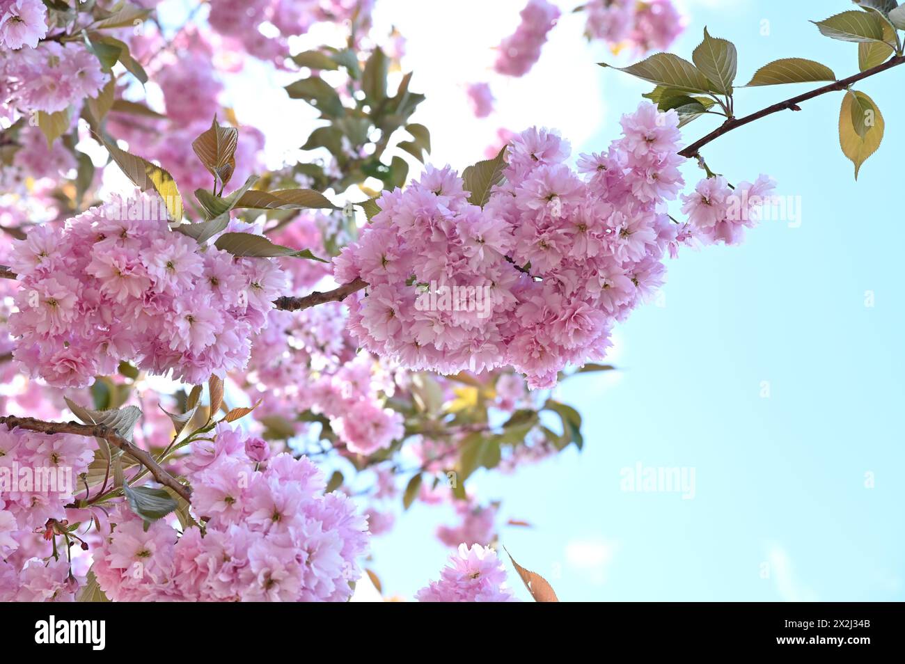 Frühlingskirschblüten hängen vom Baum, Nahaufnahme von saisonaler Schönheit Stockfoto