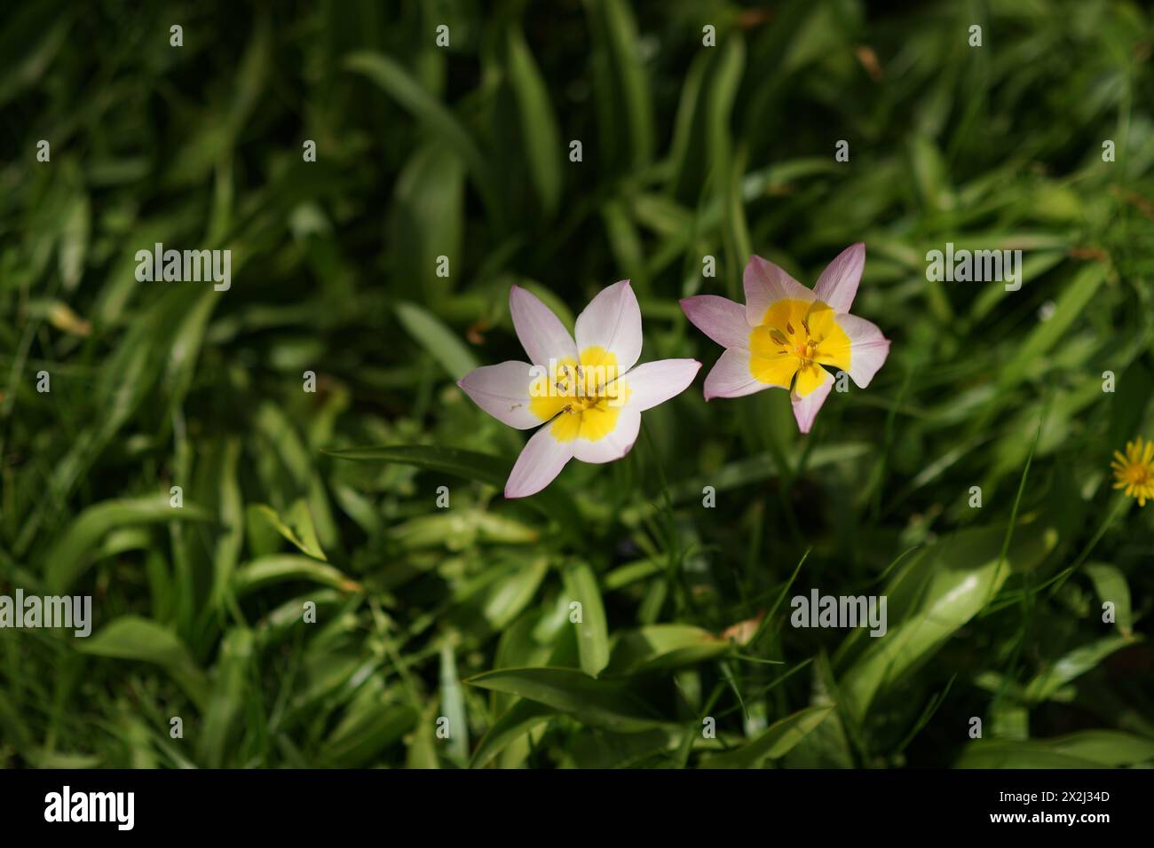 Eine weit geöffnete Felsen Tulpe im Frühjahr. Zarte Fliederblüten und saftig-gelbe Blütenmitte mit markanten Staubblättern. Verschwommener Hintergrund von sattem Grün Stockfoto