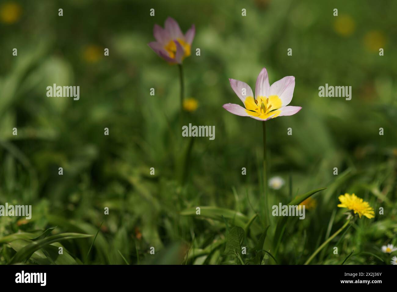 Eine weit geöffnete Felsen Tulpe im Frühjahr. Zarte Fliederblüten und saftig-gelbe Blütenmitte mit markanten Staubblättern. Verschwommener Hintergrund von sattem Grün Stockfoto