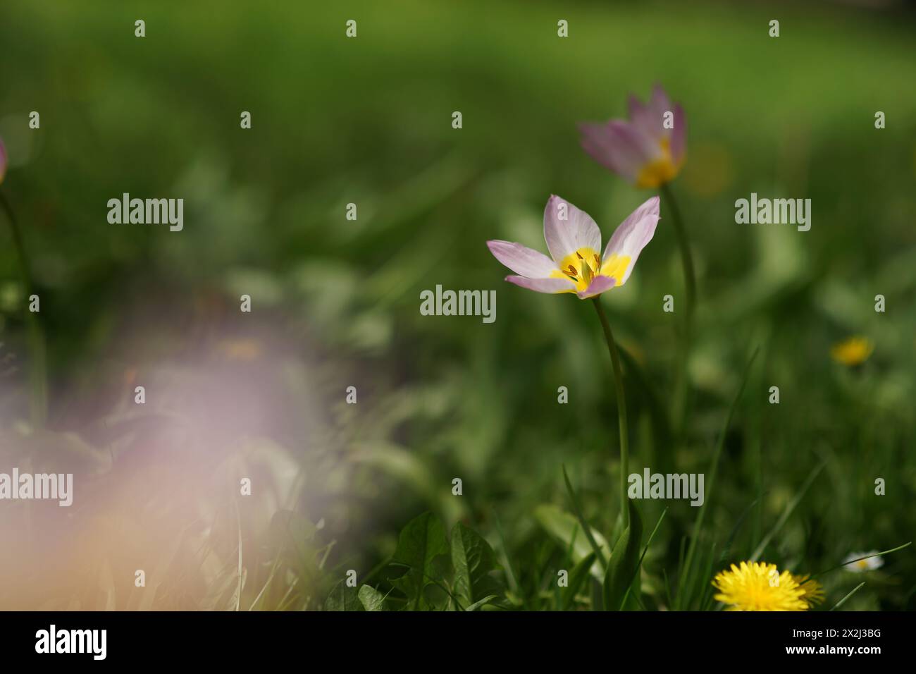 Eine weit geöffnete Felsen Tulpe im Frühjahr. Zarte Fliederblüten und saftig-gelbe Blütenmitte mit markanten Staubblättern. Verschwommener Hintergrund von sattem Grün Stockfoto