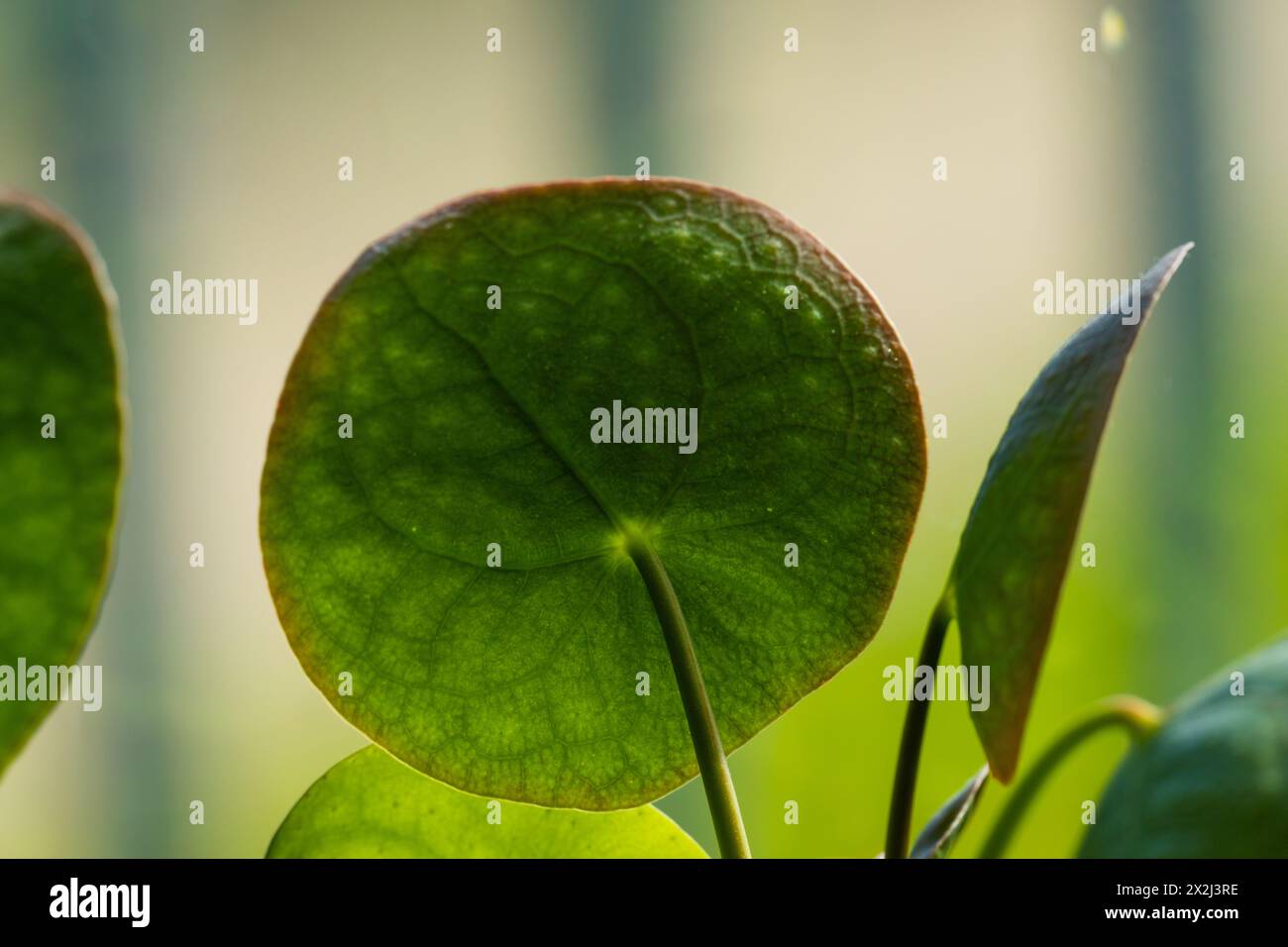 Auf der Rückseite eines chinesischen Geldpflanzenblattes Stockfoto