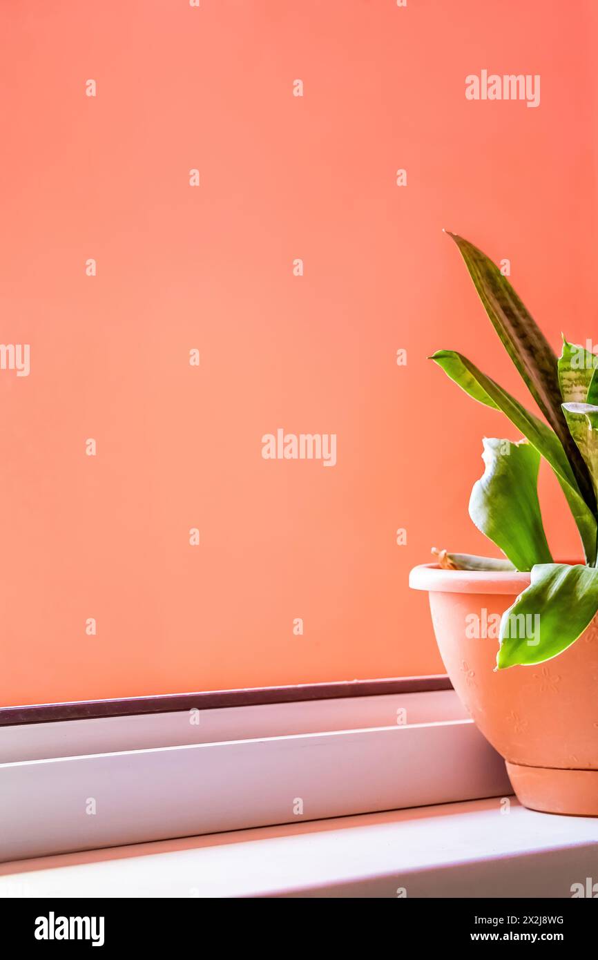 Blume im Topf steht auf der Fensterbank in der Nähe eines offenen Fensters. Dekorative grüne Pflanze, Inneneinrichtung. Kopierbereich. Stockfoto