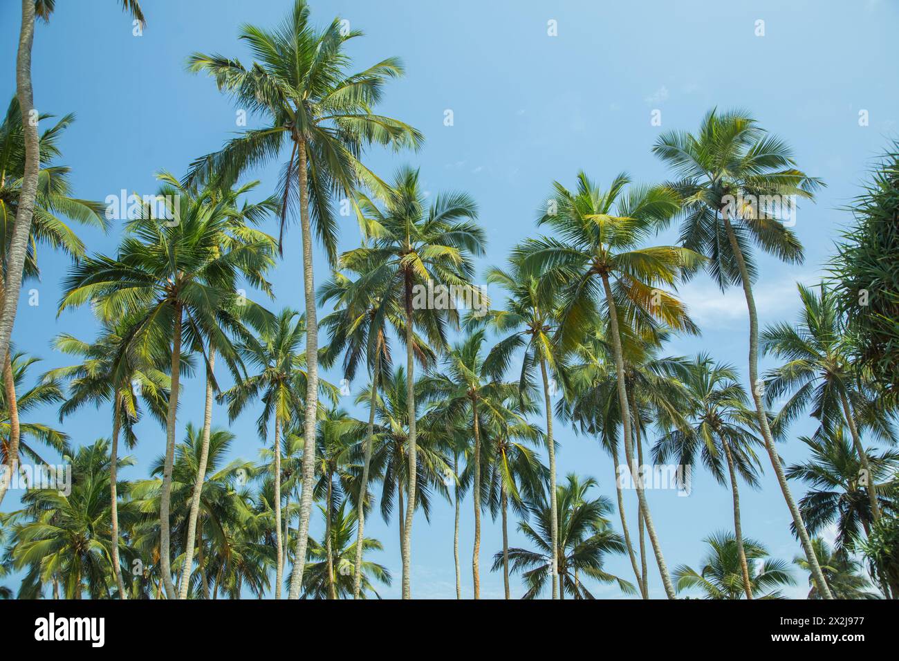 Silhouetten einiger Palmen vor blauem Himmel in heißem Land. Stockfoto