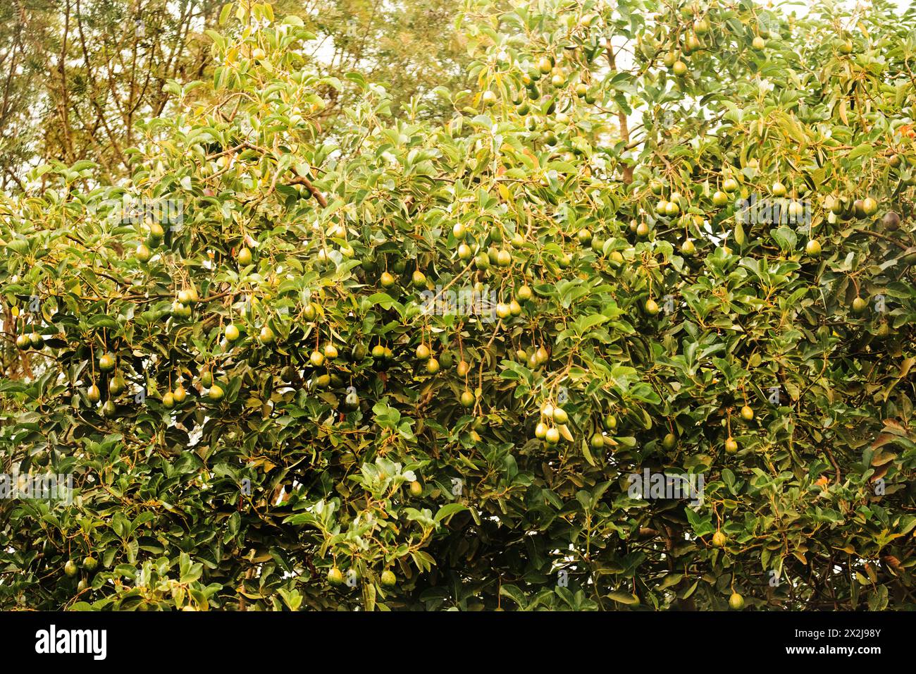 Grüne Hass-Avocados-Früchte hängen im Baum. Grüne Avocadofrüchte Reifen auf einem Baum in Afrika Stockfoto