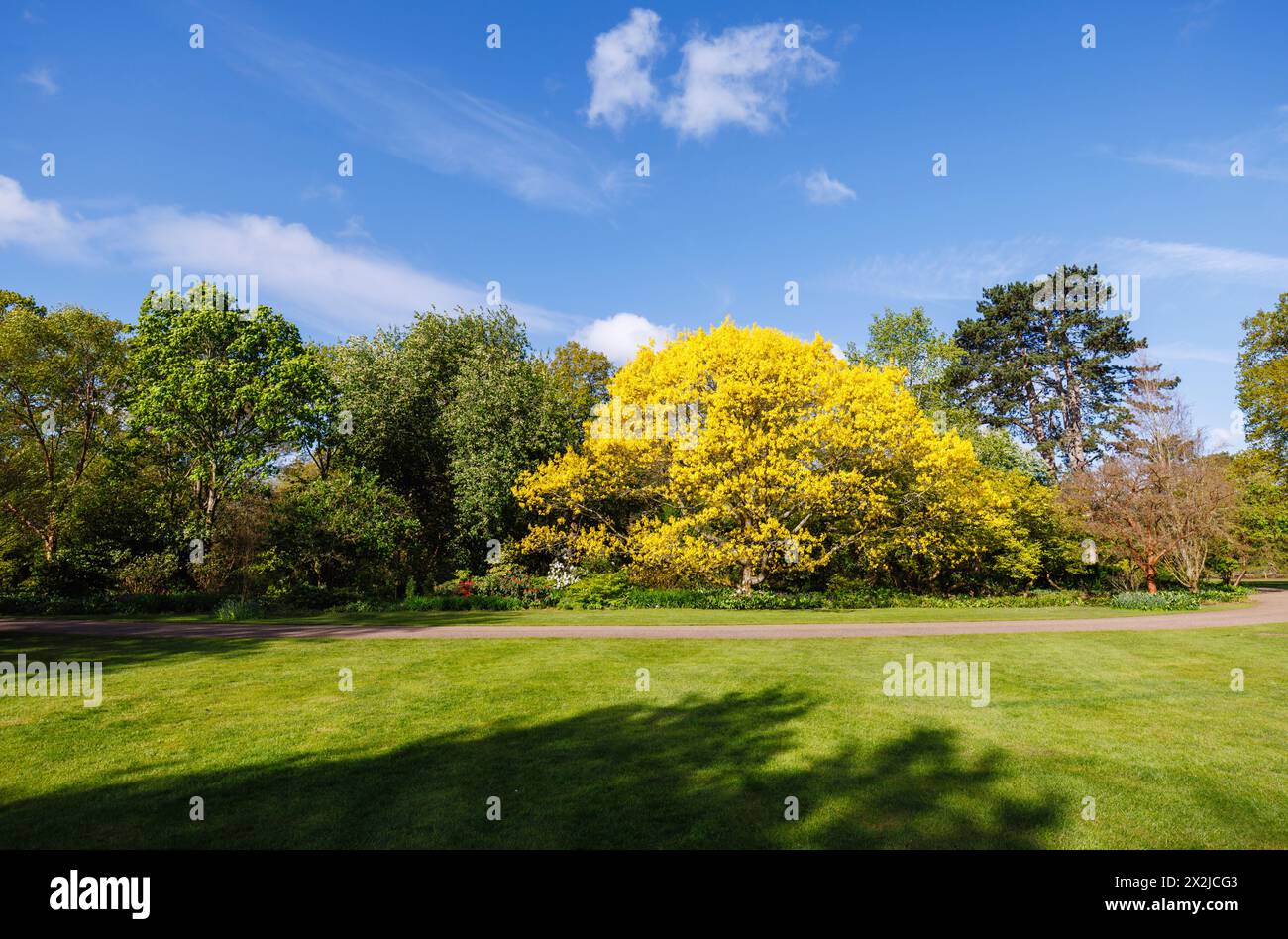 Frisches goldenes Frühlingslaub aus roter Eiche Quercus rubra „Aurea“ in neuem Blatt im RHS Garden, Wisley, Surrey, Südosten Englands im Frühjahr Stockfoto