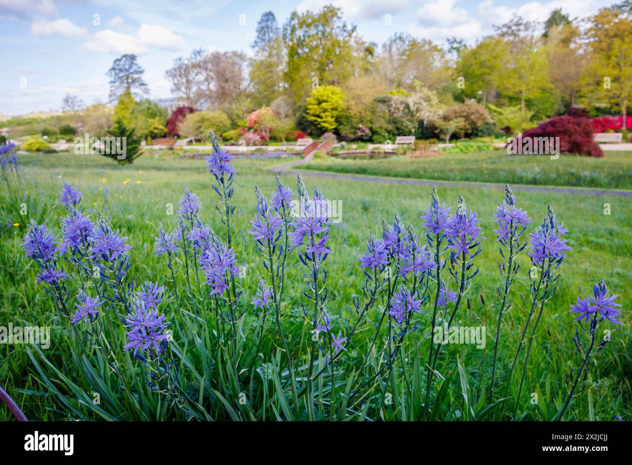Camassia leichtinii subsp. Suksdorfii caerulea Group blüht im Frühjahr im RHS Garden, Wisley, Surrey, Südosten Englands Stockfoto