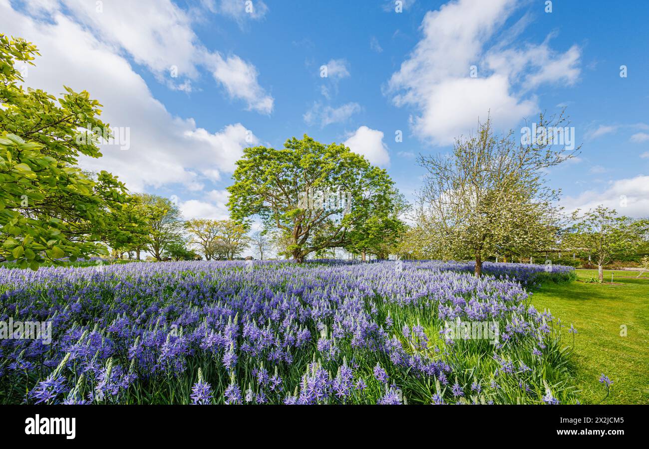 Camassia leichtinii subsp. Suksdorfii caerulea Group blüht im Frühjahr im RHS Garden, Wisley, Surrey, Südosten Englands Stockfoto