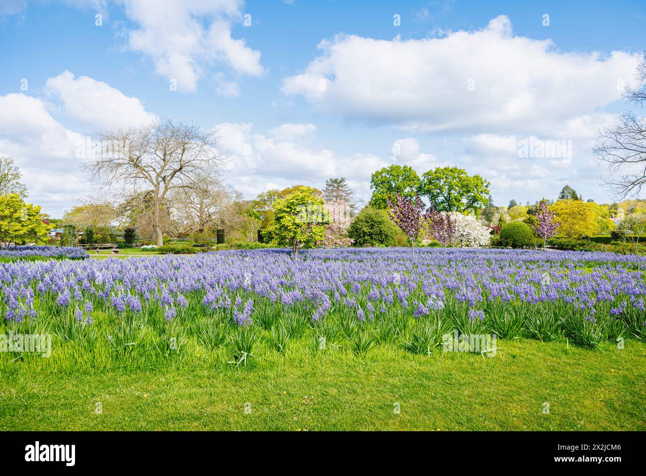 Camassia leichtinii subsp. Suksdorfii caerulea Group blüht im Frühjahr im RHS Garden, Wisley, Surrey, Südosten Englands Stockfoto