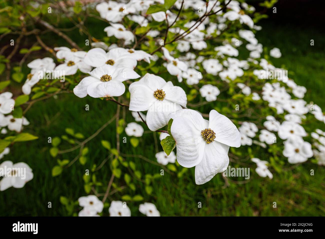 Große weiße Brakts (keine Blütenblätter) von Cornus „Ormonde“ im RHS Garden, Wisley, Surrey, Südosten Englands im Frühjahr Stockfoto