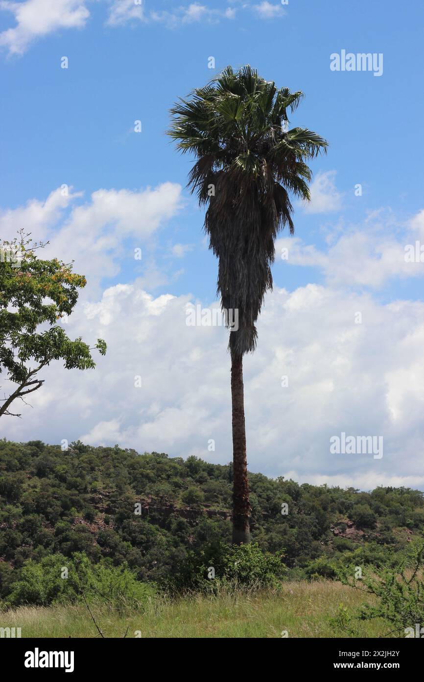 Eine hohe Palme, die allein auf einem Hügel im Buschveld steht Stockfoto