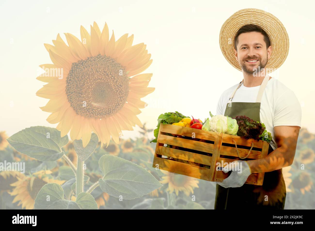 Doppelbelichtung glücklicher Bauern und Sonnenblumenfeld. Leerzeichen für Text Stockfoto