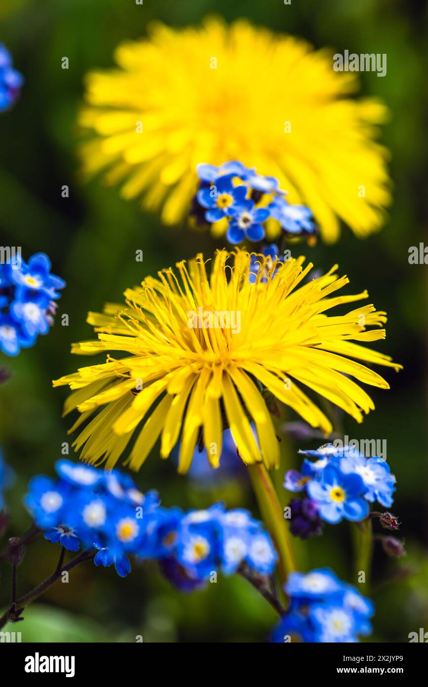 Sowthistel, Sonchus arvensis und Sibirischer Bugloss, Brunnera macrophylla, Blumen in Frühlingsfeldern Stockfoto