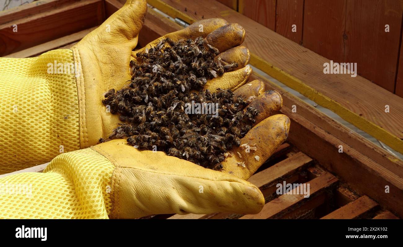 Imker mit toten Bienen in den Händen Stockfoto