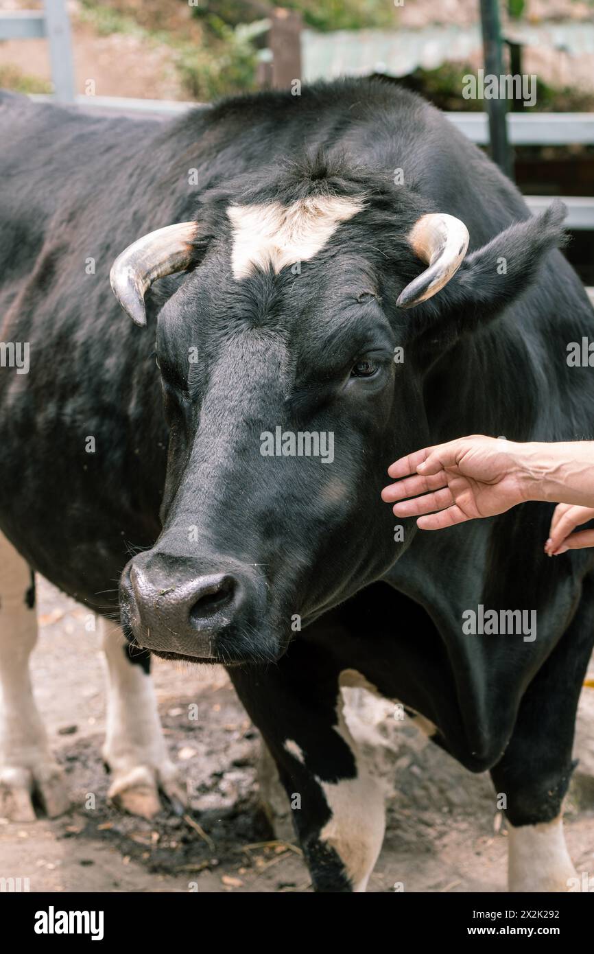 Die menschliche Hand berührt das Gesicht einer schwarzen Kuh, ein Moment der Mensch-Tier-Verbindung auf der Farm Stockfoto
