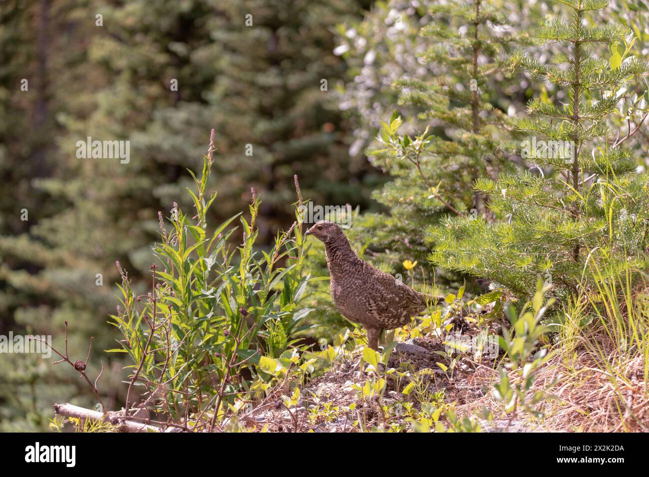 Wildes braunes Ptarmigan, das in der Natur im Yukon Territory, Kanada, zu sehen ist. Stockfoto