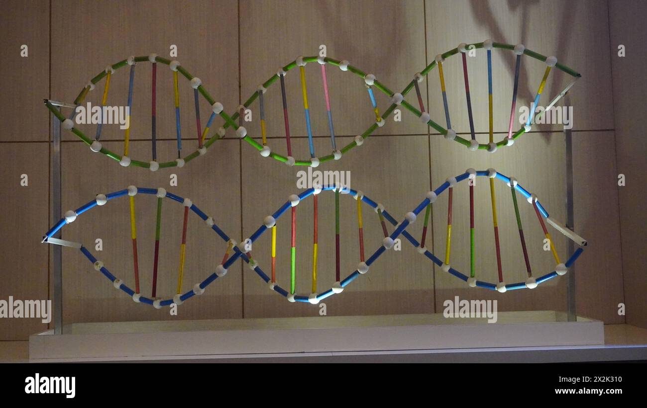 DNA-Replikation für die Kindererziehung auf einem Spielplatz Stockfoto