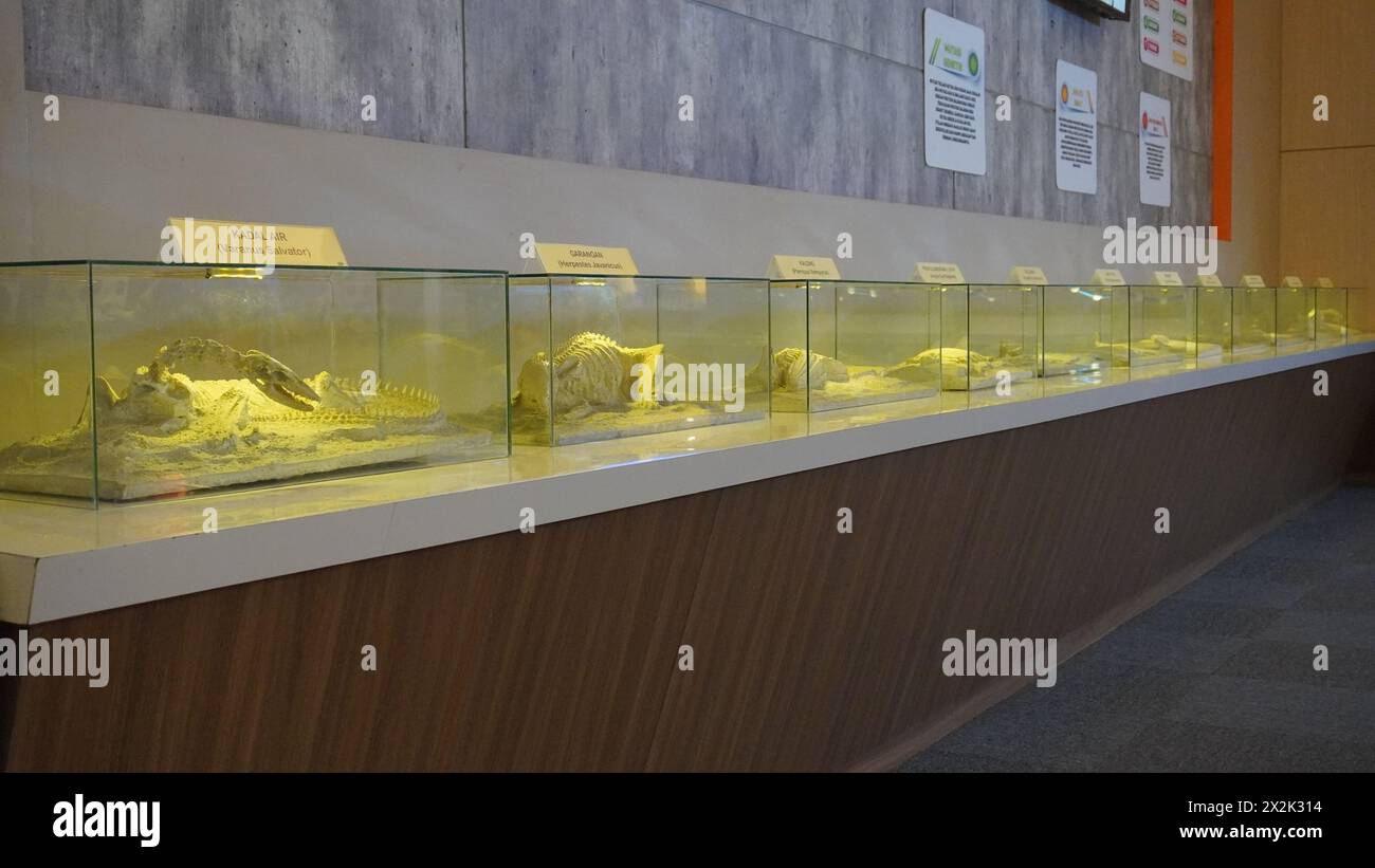 Im Dino Park Jatim Park 3 werden antike Tierfossilien in Glas ausgestellt Stockfoto