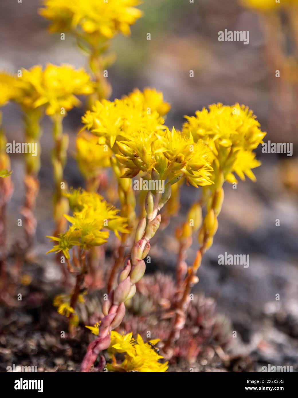 Gelbe Sukulente, die im Sommer im nördlichen Yukon Territory gesehen wird. Stockfoto