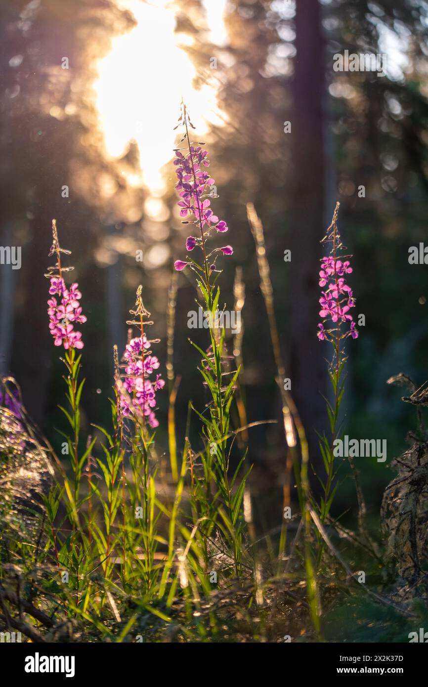 Feuerweed-Blüten, die im Sommer im nördlichen arktischen Kanada zu sehen sind. Stockfoto