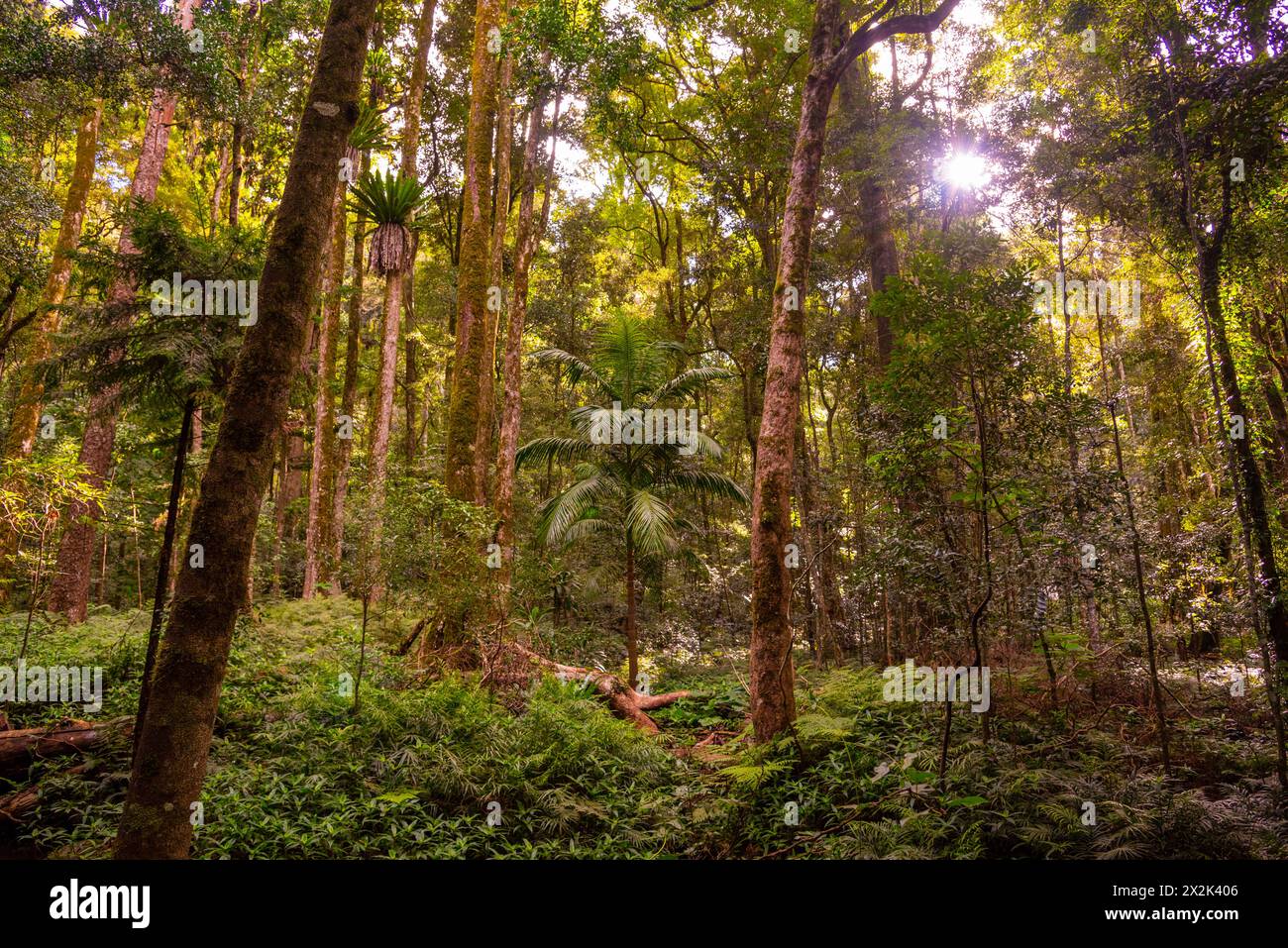 Xanthorrhoea, Balga Graspflanzen im Outback Busch in Queensland, Australien. Stockfoto