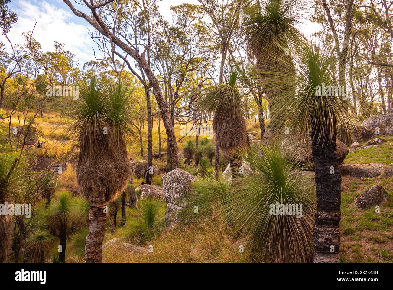 Xanthorrhoea, Balga Graspflanzen im Outback Busch in Queensland, Australien. Stockfoto