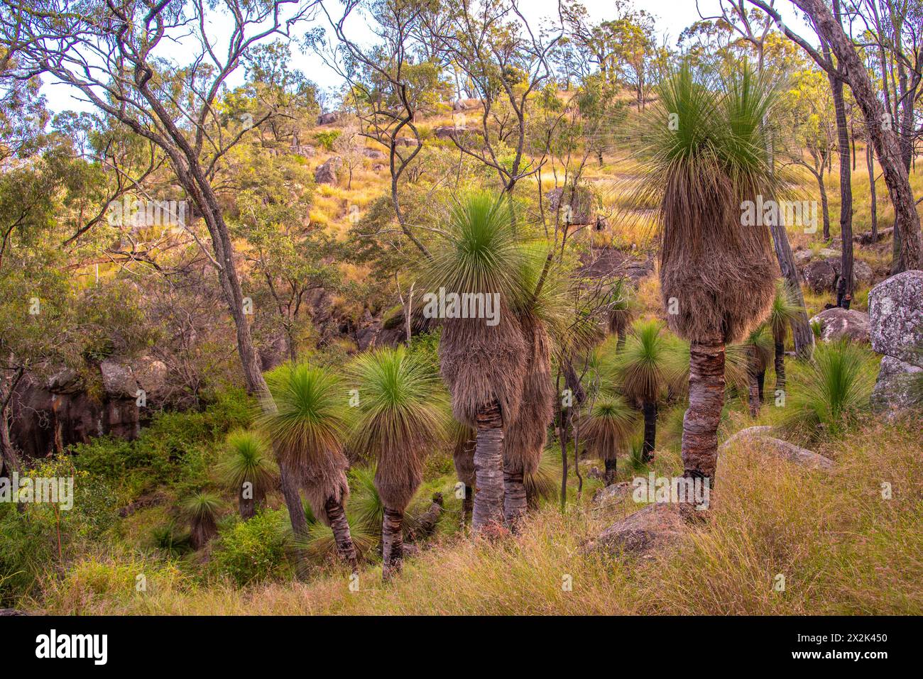 Xanthorrhoea, Balga Graspflanzen im Outback Busch in Queensland, Australien. Stockfoto