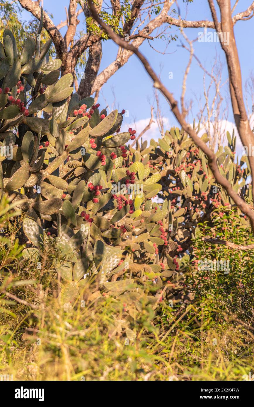 Wilde Kakteen in Queensland, Australien, mit rosafarbenen, roten Blumen, die blühen. Unscharfes Grün, Busch, wilder Hintergrund. Stockfoto