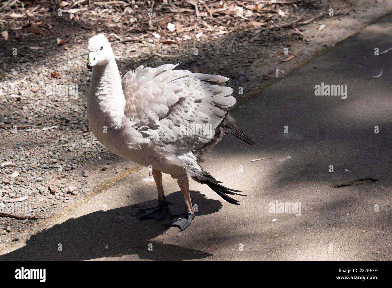 Die Kapbarren-Gans ist eine sehr große, hellgraue Gans mit einem relativ kleinen Kopf. Es hat Reihen großer dunkler Flecken in Linien über den Schultern und Stockfoto