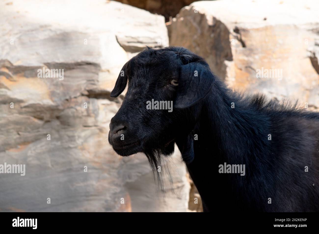 Ziegen sind Nutztiere mit Hörnern, die nach hinten gewölbt werden, einem kurzen Schwanz und glatteren Haaren. Stockfoto
