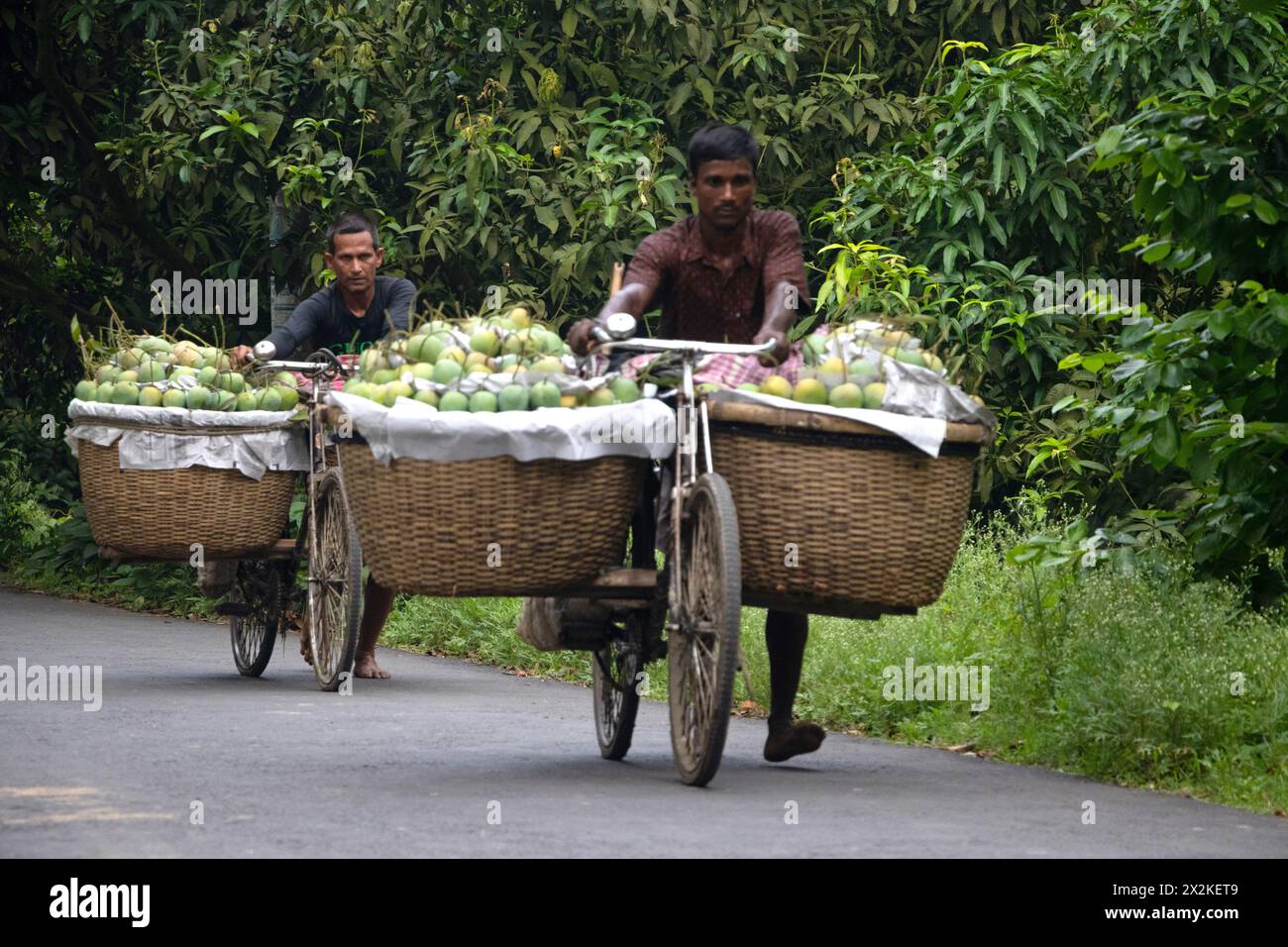 Rajshahi, Bangladesch. 23. April 2024, Chapainawabganj, Rajshahi, Bangladesch: Bauern transportieren Fahrräder mit Mangos, um sie auf einem Markt in Kansat, Chapainawabganj, Bangladesch, zu verkaufen. Die Verwendung von Fahrrädern reduziert die Transportkosten für Personen, die bis zu 400 Mangos auf jedem Fahrrad tragen können. Die Mangos werden in Fahrräder geladen und durch einen Wald zum größten Mangomarkt - Kansat - geschoben. Nachdem die Früchte von den Bäumen geerntet wurden, bringen die Mangobauern sie auf den Markt, indem sie zwei Körbe an beiden Seiten ihrer Fahrräder hängen. Quelle: ZUMA Press, Inc./Alamy Live News Stockfoto