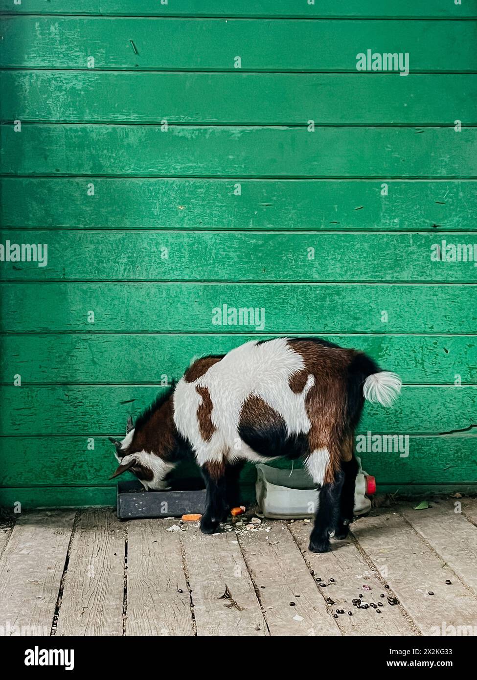 Eine kleine Ziege mit braunem und weißem Fell steht seitlich und isst Futter, das auf dem Holzboden vor einer soliden grünen Wand verstreut ist. Stockfoto