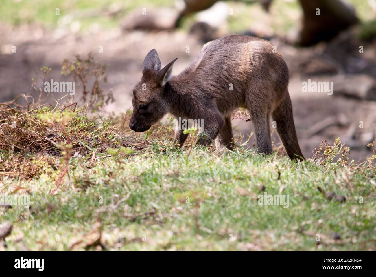 Der Känguru-Island Känguru joey hat einen braunen Körper mit einem weißen Unterbauch. Sie haben auch schwarze Füße und Pfoten Stockfoto