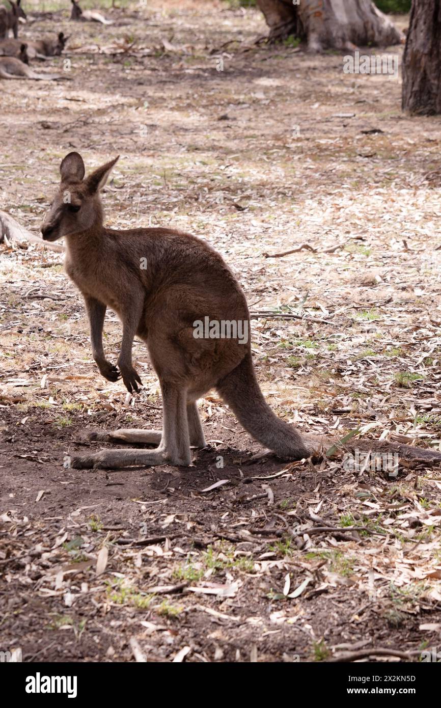 Das Känguru-Island-Känguru hat einen hellbraunen Körper mit einem weißen Unterbauch. Sie haben auch schwarze Füße und Pfoten Stockfoto
