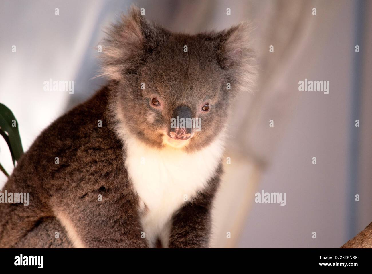 Der Koala hat einen großen runden Kopf, große pelzige Ohren und große schwarze Nase. Ihr Fell ist meist grau-braun mit weißem Fell auf der Brust, den inneren Armen, Stockfoto