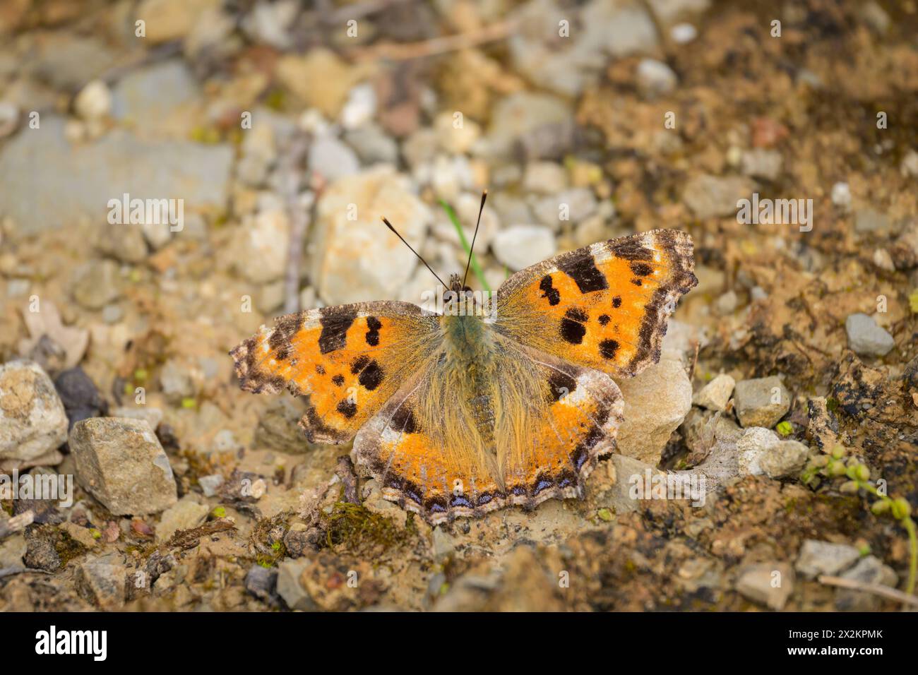 Ein schwarzer Schildpatt-Schmetterling, der auf dem Boden ruht, bewölkter Tag im Frühling in Cres Kroatien Cres Kroatien Stockfoto