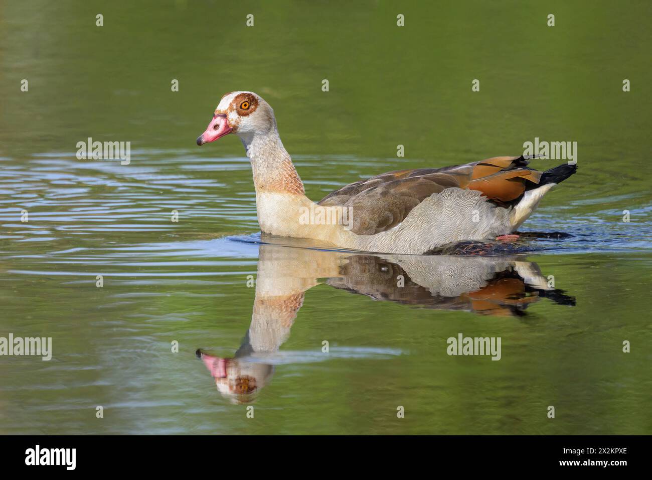 Eine ägyptische Gans schwimmt auf einem See, sonniger Tag im Frühling, Österreich Lamprechtshausen Österreich Stockfoto