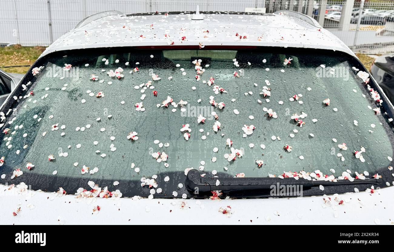 Herabfallende Kirschblüten bedecken die Windschutzscheibe des Autos mit einer pinkfarbenen Blütenschicht. Stockfoto
